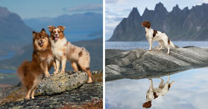 I Photographed Dogs Above The Arctic Circle, One Of The Most Extraordinary Places On Earth (24 Pics)