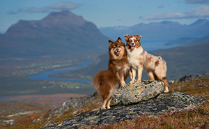 I Went Above The Arctic Circle To Photograph Dogs, Here Are 24 Moments I Captured