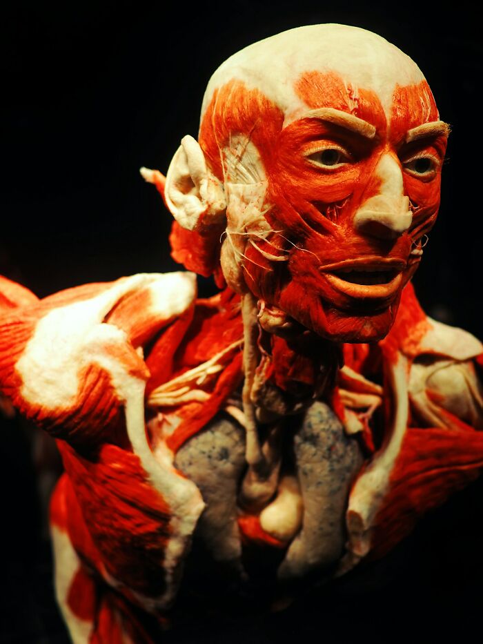 Detailed human body muscles and tissues exposed in an anatomical model illustrating body design and evolution concepts.