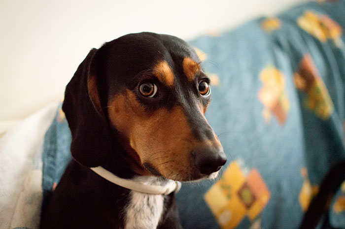 Close-up of a dog with expressive eyes on a patterned blanket, symbolizing loyalty amid family boxing match drama.