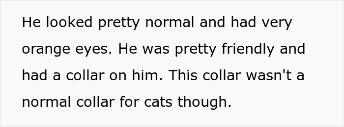 Close-up of a friendly stray cat with orange eyes and a unique collar, related to neutering neighbor cat stray efforts.