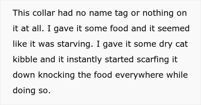 Stray neighbor cat wearing no collar eagerly eating dry cat kibble after being given food outside.