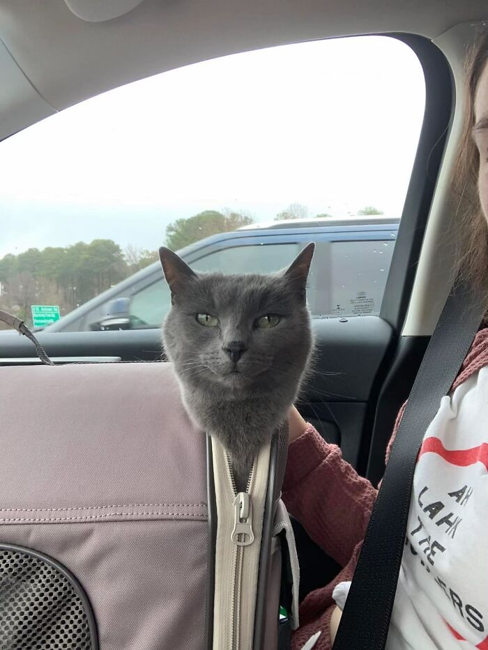 Gray cat with a goblin-like face peeking out from a pet carrier inside a car, showing a quirky furry friend moment.