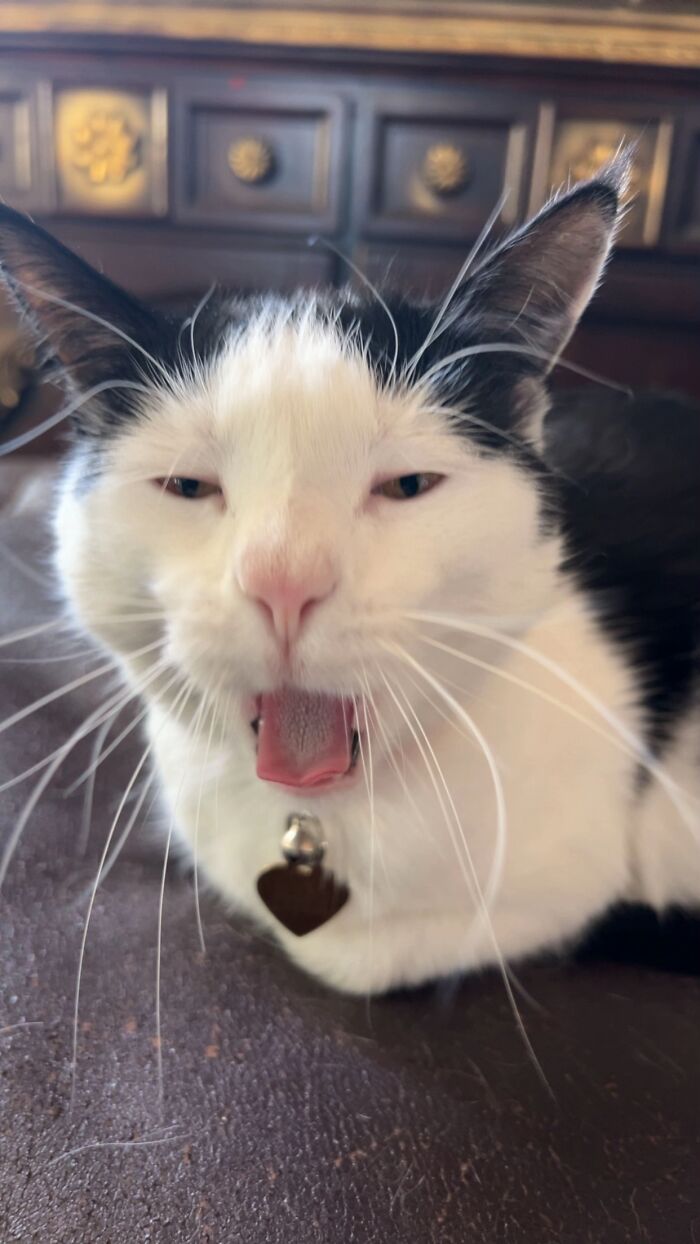 Black and white cat with mouth open and sleepy eyes, resembling goblins in funny cat owner moments.