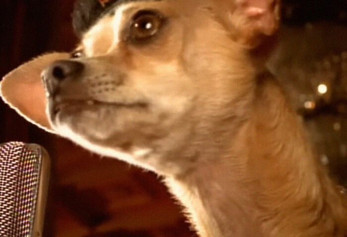 Small dog standing near a microphone with a focused expression, illustrating epic PR fails in a humorous way.