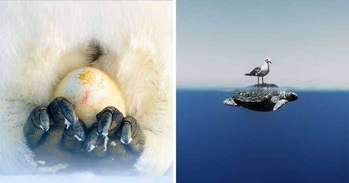 51 Breathtaking Best Picks From ‘The Ocean Photographer Of The Year’ Awards