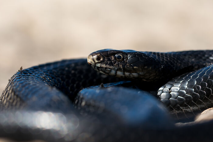 Close-up of a black snake coiled on the ground, showcasing detailed scales and textured skin in natural light.