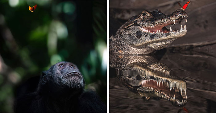 These 58 Wildlife Photos By Alexandra Surkova Show Why Patience Is Everything In Nature Photography