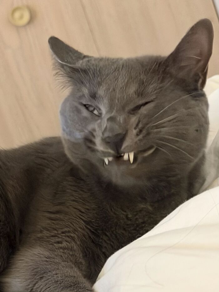 Gray cat making a funny goblin-like face showing its sharp teeth while resting on a white surface indoors.