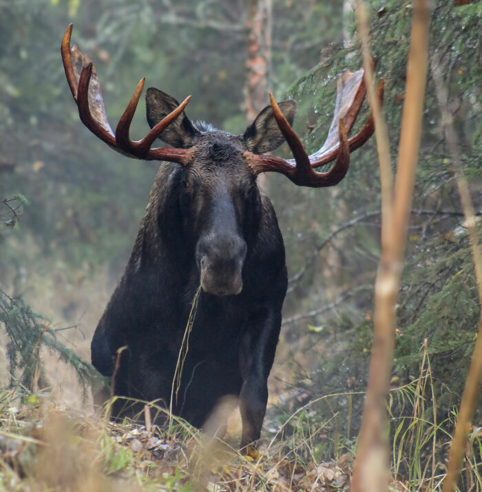 Moose in a dense forest, illustrating true scary camping and hiking stories that somehow ended well in the wilderness.