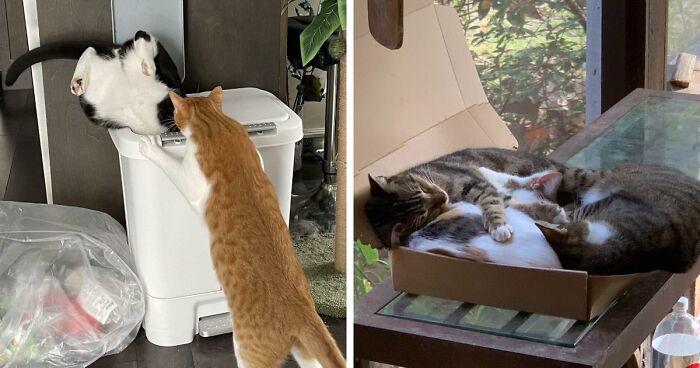 53 Times Cats Got Into Places That Are Not For Them
