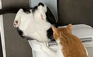 53 Times Cats Decided To Sit In Random Things, And Their Owners Just Had To Snap A Pic