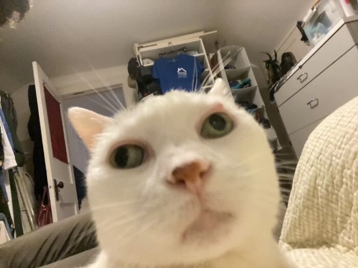 Close-up of a white cat with wide eyes, showing a funny goblin-like expression in a cozy home setting.