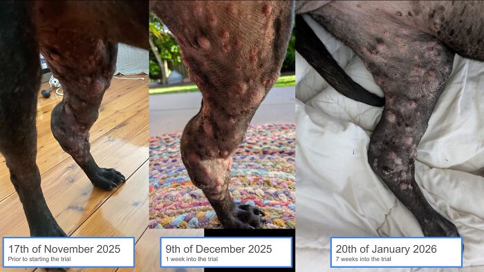 Determined Guy Teams Up With AI To Create Cancer Vaccine For Beloved Dog, Succeeds Against All Odds Determined Guy Teams Up With AI To Create Cancer Vaccine For Beloved Dog, Succeeds Against All Odds