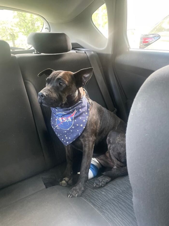 Determined Guy Teams Up With AI To Create Cancer Vaccine For Beloved Dog, Succeeds Against All Odds Determined Guy Teams Up With AI To Create Cancer Vaccine For Beloved Dog, Succeeds Against All Odds