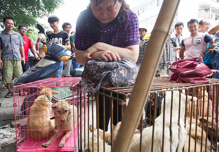 Seven Kidnapped Dogs Become Viral Sensation After They Escape Captors To Make Brave Journey Home Together