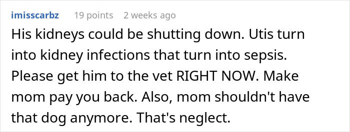 Comment warning about dog health problems due to neglectful owner, urging immediate vet care to prevent kidney failure and sepsis.