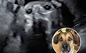 ‘We Rate Dogs’ Shared 50 Stories That Are Funny, Emotional, And Absolutely Heartwarming