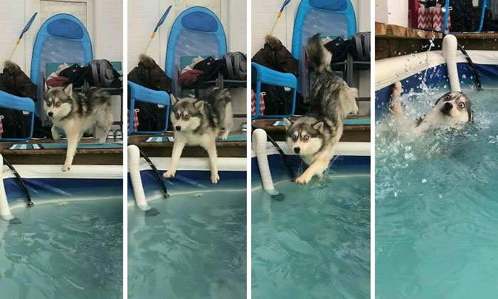 Husky showing funny regret moments as it jumps but awkwardly falls into a pool, capturing a bad decision moment.