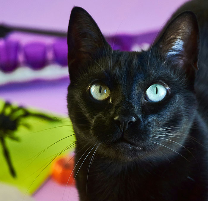 Close-up of a black cat with intense eyes, symbolizing revenge served to coworkers who deserved it.