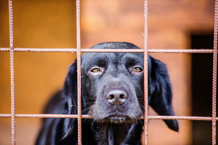 Black dog behind a metal cage, looking sad and tired, symbolizing revenge and justice themes in coworker conflicts.