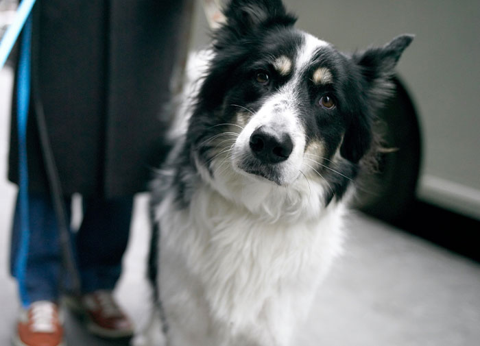 Border collie displaying intelligence with attentive, curious expression during a walk in an indoor setting.