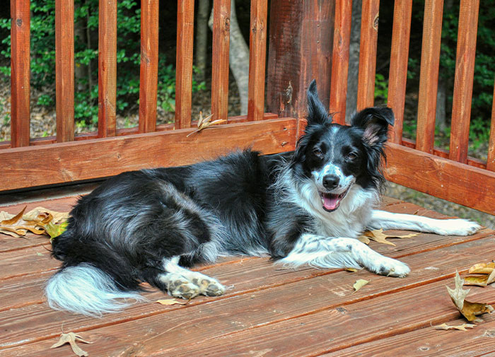Black and white dog lying on wooden deck, showcasing intelligence and alertness with ears perked and focused expression.