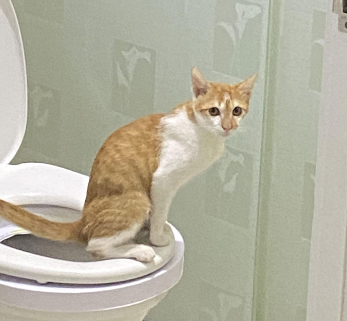 Cat sitting on a toilet seat, displaying surprising intelligence and understanding of human-like behavior indoors.