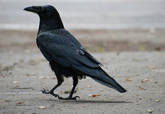 Black raven walking on the ground, showcasing an eerie display of intelligence in a natural outdoor setting.