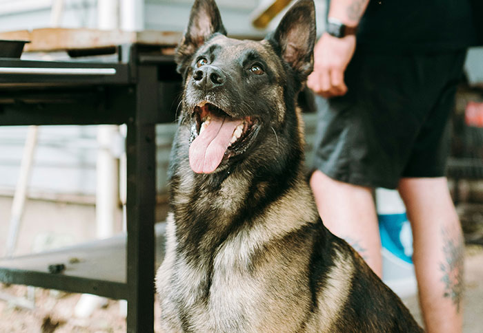 German Shepherd dog sitting attentively outdoors, displaying intelligence and alertness with tongue out and ears perked up.