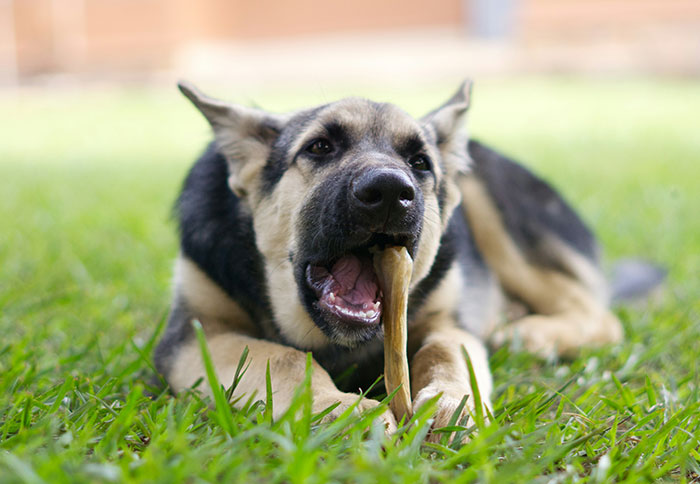 German shepherd dog chewing a bone on grass, illustrating a display of intelligence in animals.