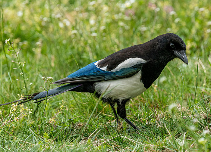 Magpie bird walking on grass, showcasing intelligence often described as one of the creepiest displays seen in animals.