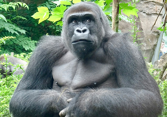 Gorilla sitting thoughtfully in natural habitat, showcasing an impressive display of intelligence and awareness in the wild.
