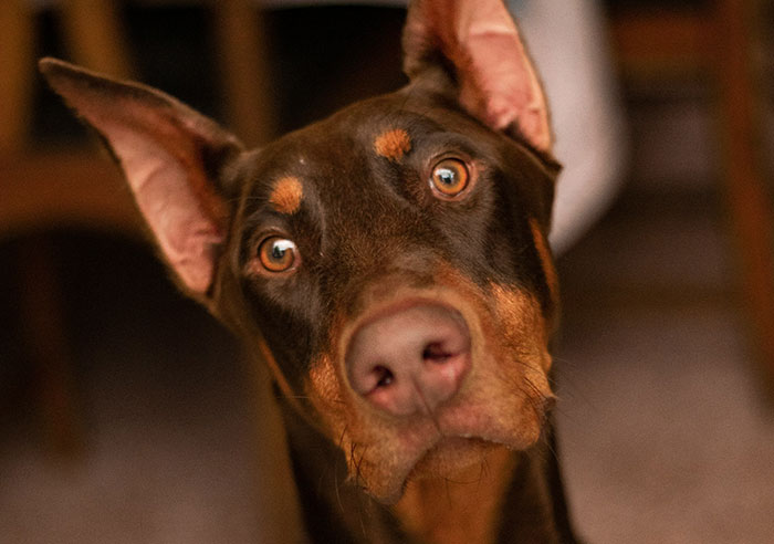 Close-up of a Doberman dog with an intense gaze, showcasing a striking display of intelligence and focus.
