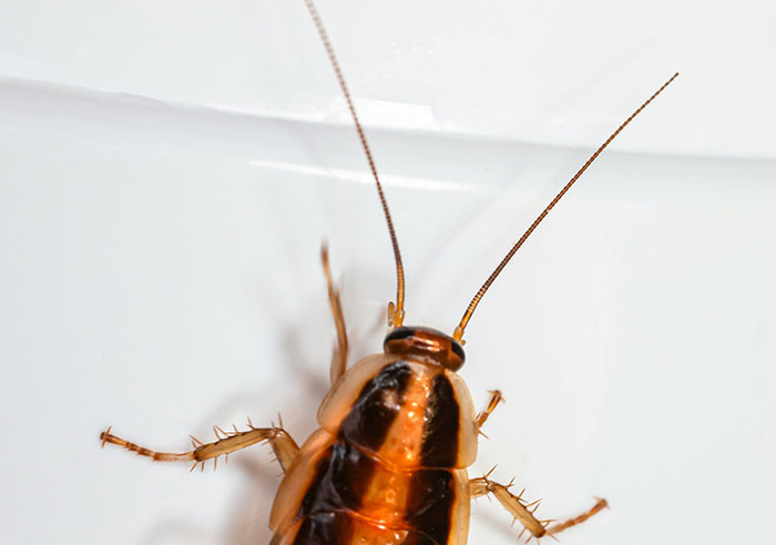 Close-up of a cockroach on a white surface, illustrating a creepy display of intelligence in nature.