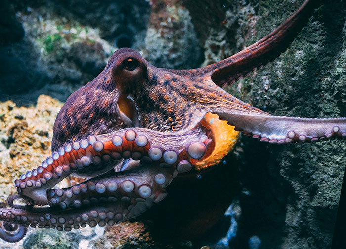 Octopus displaying remarkable intelligence with detailed tentacles clinging to underwater rocks in its natural habitat.