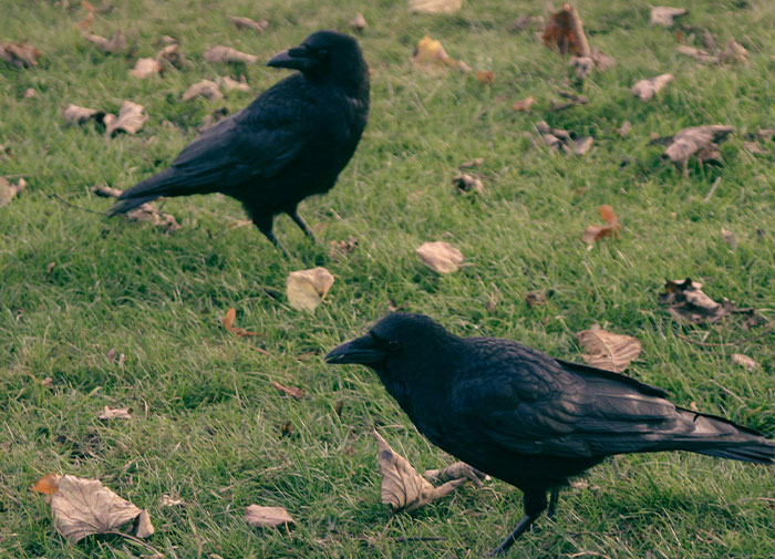 Two crows on grass surrounded by fallen leaves, illustrating creepy displays of intelligence observed in nature.