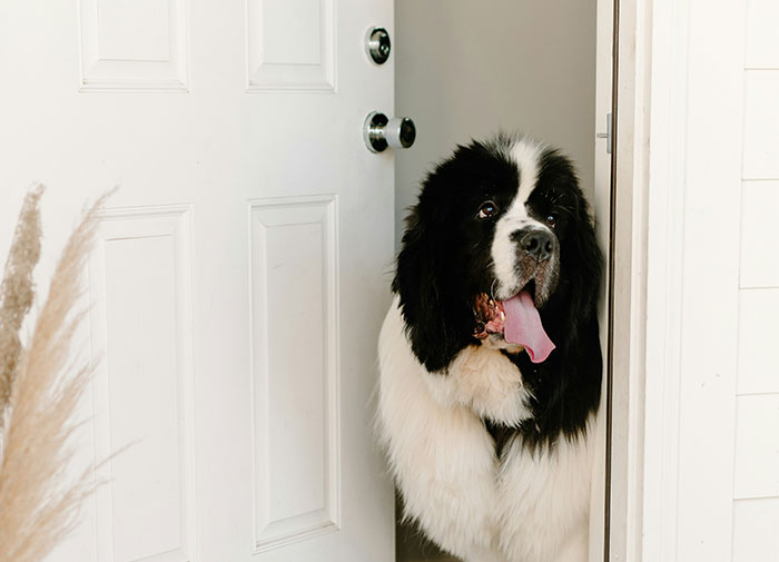 Large black and white dog showing a display of intelligence by opening a door and peeking inside a room.