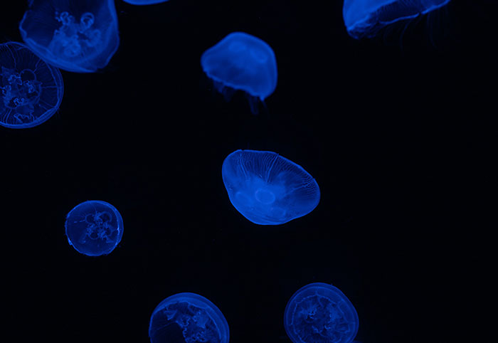 Bioluminescent jellyfish glowing in the dark ocean, illustrating some of the creepiest facts about the ocean depths.