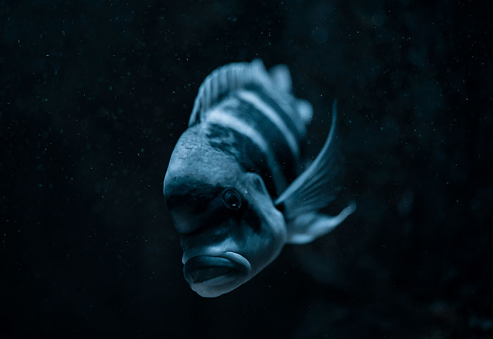 Close-up of a dark striped fish in deep ocean waters representing creepy facts about the ocean's mysterious creatures.