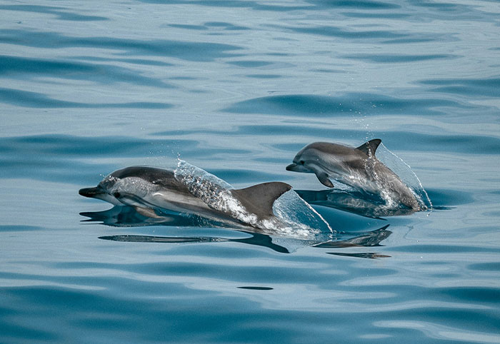 Two dolphins jumping out of calm ocean water with splashes during a bright sunny day showing ocean life.