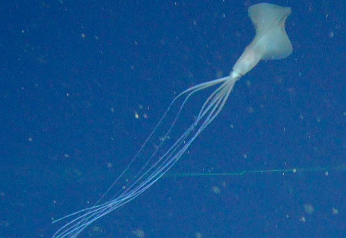 Deep-sea squid with long tentacles swimming in dark blue water, illustrating creepy facts about the ocean life.