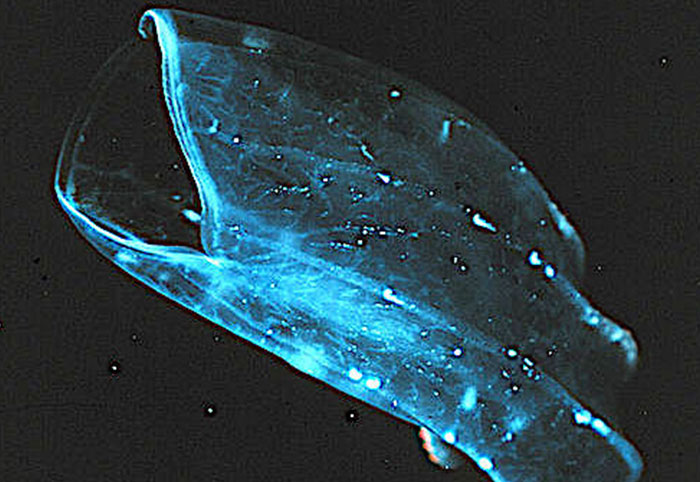 Bioluminescent deep-sea creature glowing blue in dark ocean, showcasing one of the creepiest facts about the ocean.