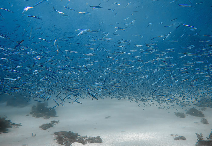 A large school of small fish swimming above the ocean floor amid scattered coral and clear blue water.