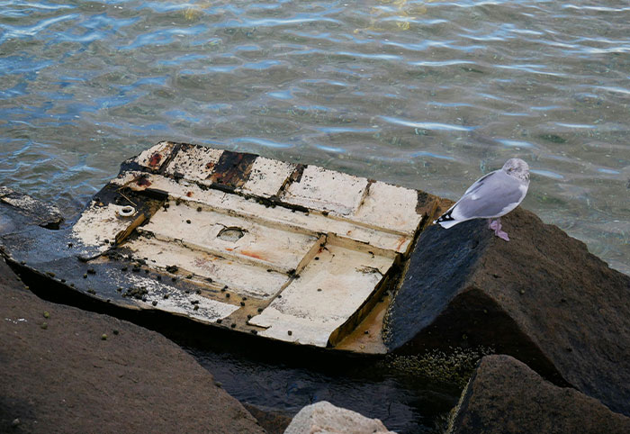 A seagull perched on rocks near a rusted, broken piece of debris in the calm ocean water, ocean facts concept.