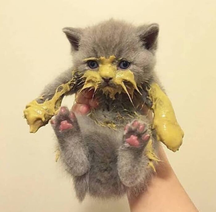 Gray kitten covered in mustard sauce, held up by a hand, showing a weird and cringey photo moment.
