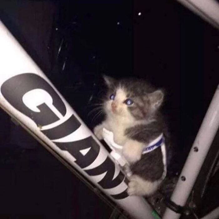 Kitten clinging to a bicycle frame, creating a weird and cringey photo that's difficult to look at.