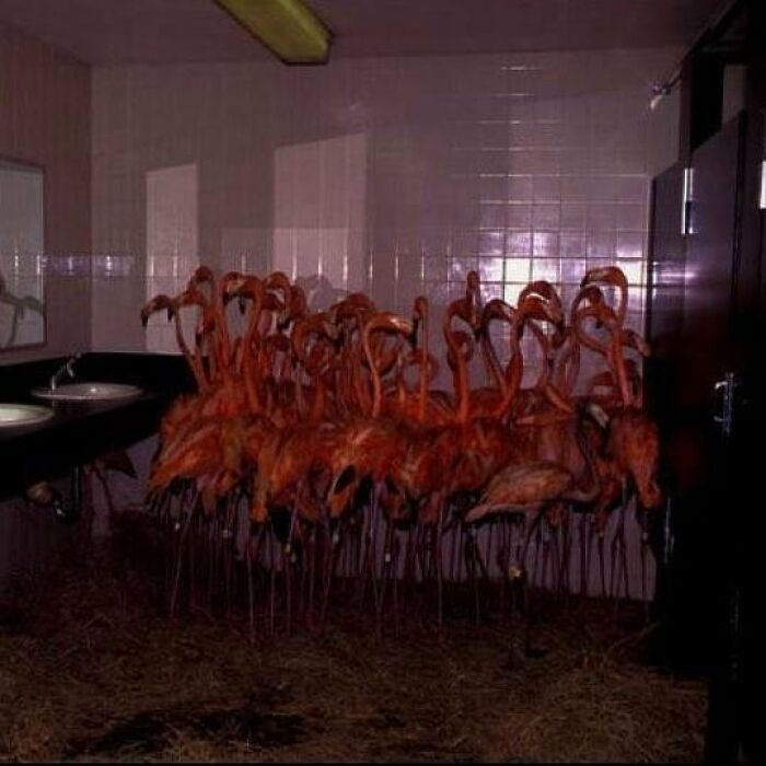 A large group of flamingos crowded inside a dimly lit bathroom, creating a weird and cringey photo scene.