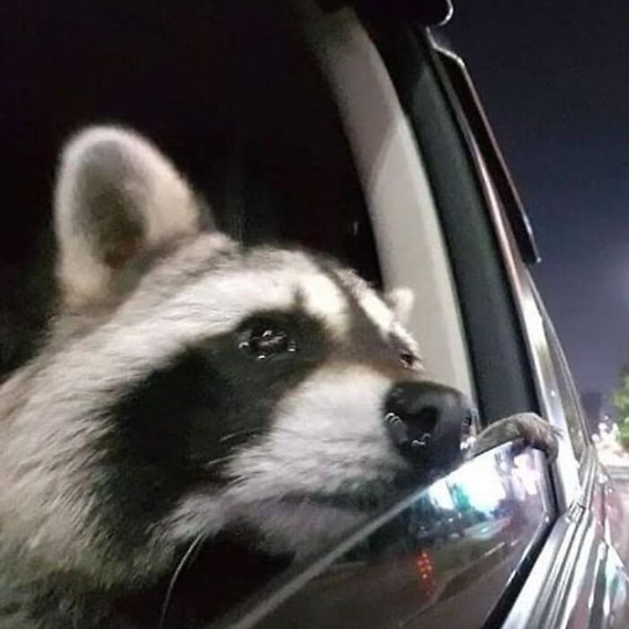 Raccoon with a curious expression looking out of a car window at night in a weird and cringey photo.