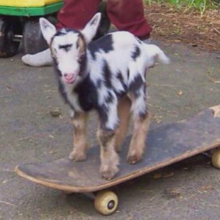 Baby goat standing on a skateboard outdoors, one photo from a collection of weird and cringey images hard to look at.